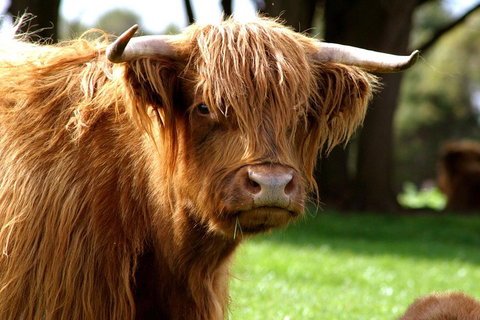 Melbourne Super Saver: Great Ocean Road + Phillip Island + Attraction Pass - Accommodation Mount Tamborine 1