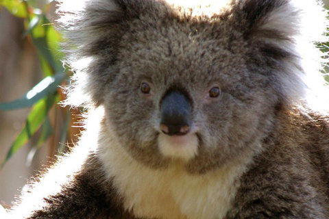 Melbourne Super Saver: Great Ocean Road + Phillip Island + Attraction Pass - Accommodation Mount Tamborine 3