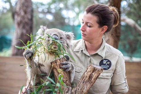 Melbourne Super Saver: Great Ocean Road + Phillip Island + Attraction Pass - Accommodation Mount Tamborine 4