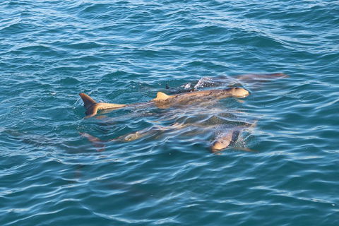 Roebuck Bay Snubfin Dolphin Cruise - Accommodation Mount Tamborine 0