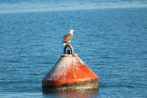 Roebuck Bay Snubfin Dolphin Cruise - Accommodation Mount Tamborine 1