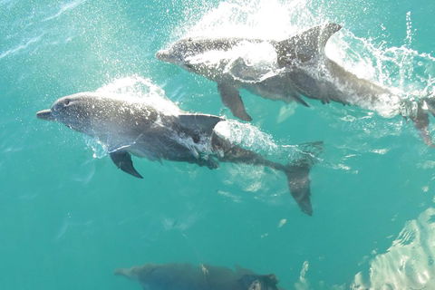 Roebuck Bay Snubfin Dolphin Cruise - Accommodation Mount Tamborine 2