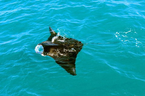 Roebuck Bay Snubfin Dolphin Cruise - Accommodation Mount Tamborine 5