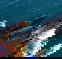 AOC Whale Watching from Broome - Accommodation Mount Tamborine