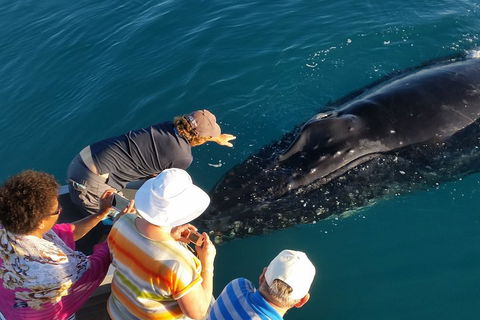 AOC Whale Watching From Broome - Accommodation Mount Tamborine 0