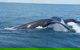 AOC Whale Watching From Broome - thumb 1