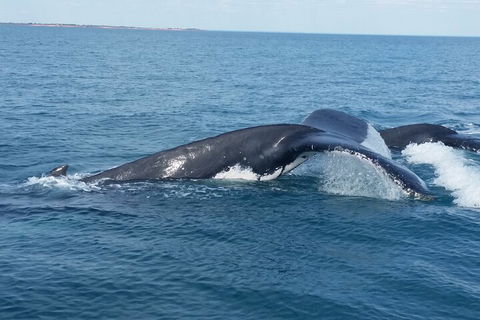 AOC Whale Watching From Broome - Accommodation Mount Tamborine 1