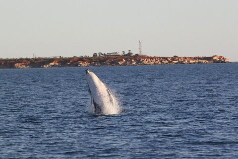 AOC Whale Watching From Broome - Accommodation Mount Tamborine 3