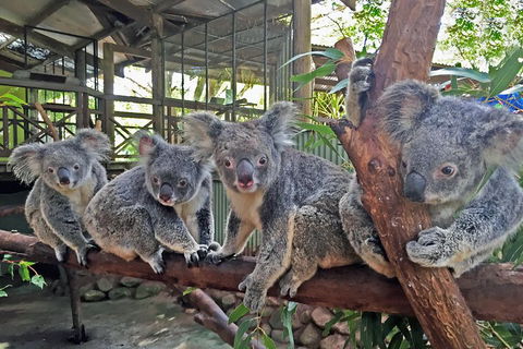 Best Of Kuranda Including Skyrail, Kuranda Scenic Railway And Rainforestation - Accommodation Mount Tamborine 4