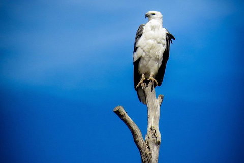 Kangaroo Island 75-Minute Ocean Safari - Accommodation Mount Tamborine 0