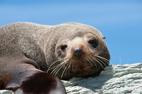 Kangaroo Island 75-Minute Ocean Safari - Accommodation Mount Tamborine 1