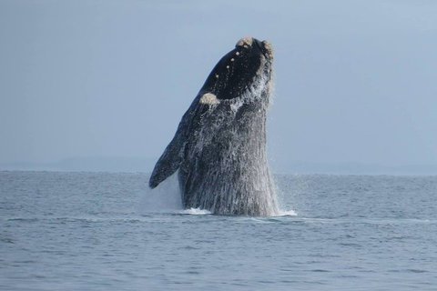 Kangaroo Island 75-Minute Ocean Safari - Accommodation Mount Tamborine 2