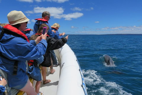 Kangaroo Island 75-Minute Ocean Safari - Accommodation Mount Tamborine 3