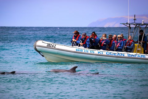 Kangaroo Island 75-Minute Ocean Safari - Accommodation Mount Tamborine 4