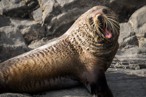 Kangaroo Island 75-Minute Ocean Safari - Accommodation Mount Tamborine 5