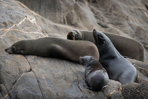 Kangaroo Island Ocean Safari - Snorkeling Safari - Accommodation Mount Tamborine 0