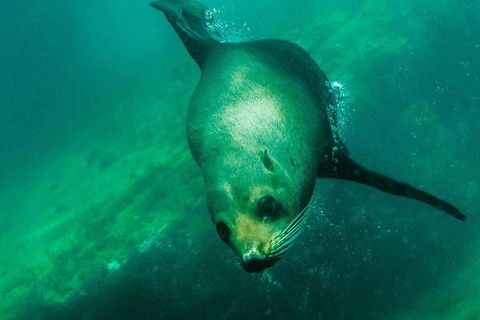 Kangaroo Island Ocean Safari - Snorkeling Safari - Accommodation Mount Tamborine 1