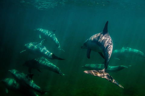 Kangaroo Island Ocean Safari - Snorkeling Safari - Accommodation Mount Tamborine 2