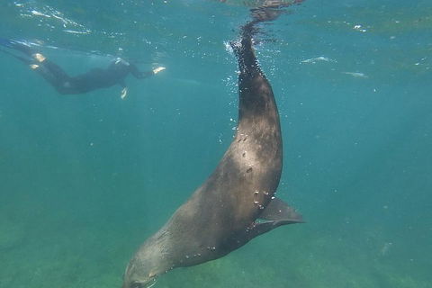 Kangaroo Island Ocean Safari - Snorkeling Safari - Accommodation Mount Tamborine 3