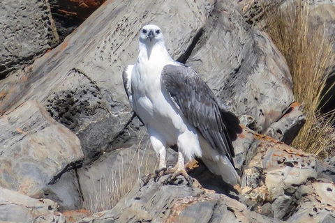 Kangaroo Island Ocean Safari - Snorkeling Safari - Accommodation Mount Tamborine 4