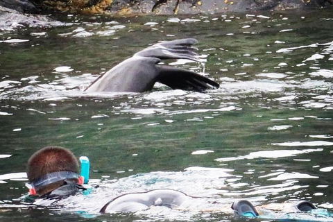 Kangaroo Island Ocean Safari - Snorkeling Safari - Accommodation Mount Tamborine 5