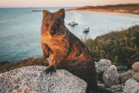 Rottnest Island Roundtrip Fast Ferry From Hillarys Boat Harbour - Accommodation Mount Tamborine 5