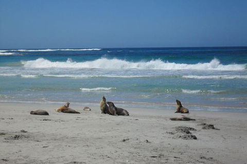 Kangaroo Island In A Day Tour From Adelaide - Accommodation Mount Tamborine 1