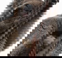 2-Day Kangaroo Island 4WD Small-Group Tour from Adelaide