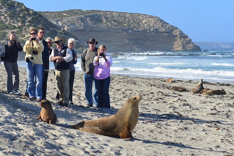 Full Day Seal Bay Experience Departing From Kangaroo Island - Accommodation Mount Tamborine 0