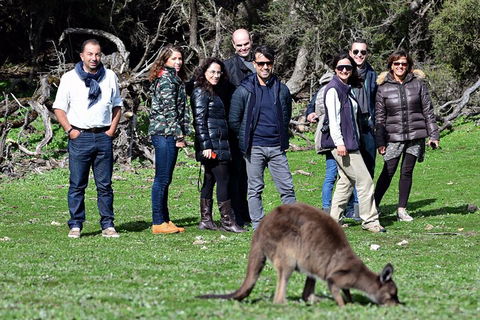 Full Day Seal Bay Experience Departing From Kangaroo Island - Accommodation Mount Tamborine 3
