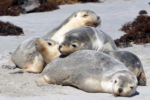 Small-Group Kangaroo Island 4WD Tour From Adelaide - Accommodation Mount Tamborine 1