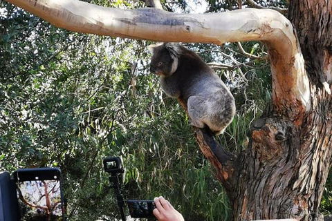 Small-Group Great Ocean Road Day Trip From Melbourne - Accommodation Mount Tamborine 0