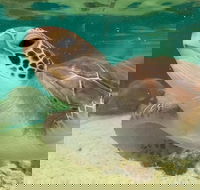 Cairns Aquarium Marine Life Encounter Ticket with 2-Course Lunch - Accommodation Mount Tamborine