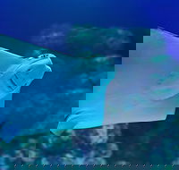 Cairns Aquarium Family Ticket - Accommodation Mount Tamborine