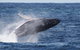 Whale Watching By Sea World Cruises - thumb 0