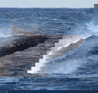 Whale Watching by Sea World Cruises - Accommodation Mount Tamborine