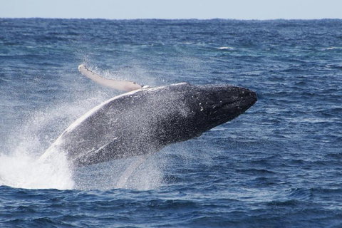 Whale Watching By Sea World Cruises - Accommodation Mount Tamborine 0