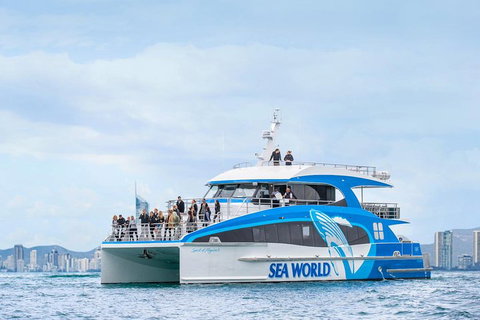 Whale Watching By Sea World Cruises - Accommodation Mount Tamborine 3