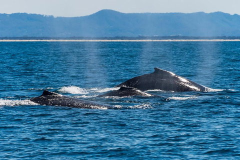 Whale Watching By Sea World Cruises - Accommodation Mount Tamborine 4