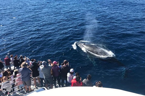 Whale Watching By Sea World Cruises - Accommodation Mount Tamborine 5