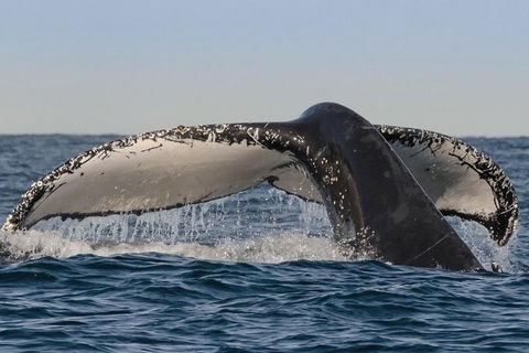 Sydney Whale-Watching Cruise Including Lunch Or Breakfast - Accommodation Mount Tamborine 0