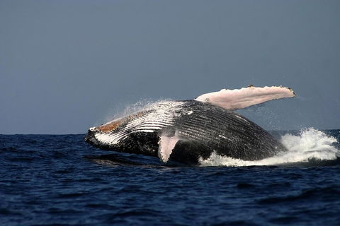 Sydney Whale-Watching Cruise Including Lunch Or Breakfast - Accommodation Mount Tamborine 1