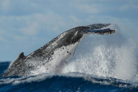 Sydney Whale-Watching Cruise Including Lunch Or Breakfast - Accommodation Mount Tamborine 4