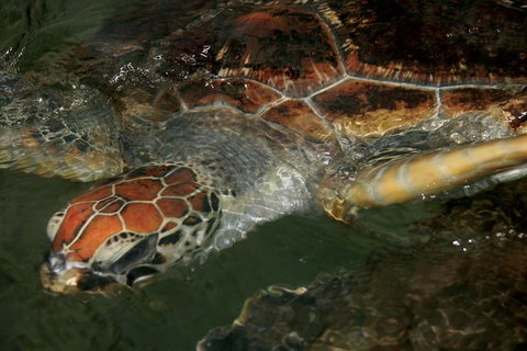 Cape Leveque 4WD Tour From Broome With Optional Return Flight - Accommodation Mount Tamborine 2