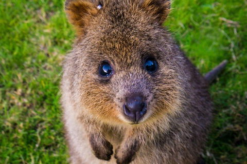 Blue Mountains Sunset Tour | Kangaroos & Koala Encounter (Private Tour) - Accommodation Mount Tamborine 1