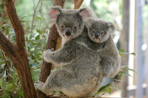 Lone Pine Koala Sanctuary Admission With Brisbane River Cruise - Accommodation Mount Tamborine 3