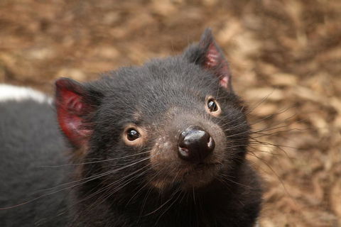 Day Tour In Mt. Field, Mt. Wellington, Bonorong Wildlife Sanctuary And Richmond - Accommodation Mount Tamborine 4