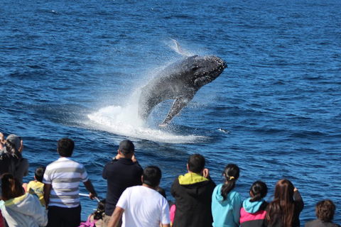 Tangalooma Island Resort Whale Watching Day Cruise - Accommodation Mount Tamborine 0