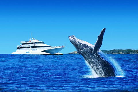 Tangalooma Island Resort Whale Watching Day Cruise - Accommodation Mount Tamborine 1