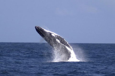 Tangalooma Island Resort Whale Watching Day Cruise - Accommodation Mount Tamborine 4